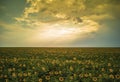 Magical sunflowers field landscape Royalty Free Stock Photo