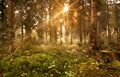 Magical sunny forest at sunsrise Royalty Free Stock Photo