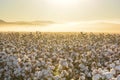 Magical sunrise at a cotton field during the golden hour