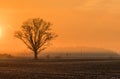 Magical sunrise with tree Royalty Free Stock Photo