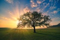 Magical sunrise with warm sun rays, green meadow and big tree