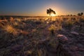 Magical sunset in Africa with a lone tree on a hill and louds