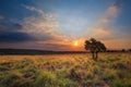 Magical sunset in Africa with a lone tree on a hill and louds Royalty Free Stock Photo