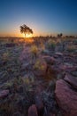 Magical sunset in Africa with a lone tree on a hill and louds