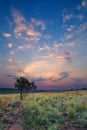 Magical sunset in Africa with a lone tree on a hill and louds Royalty Free Stock Photo