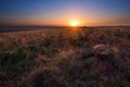 Magical sunset in Africa with a lone tree on hill and no clouds Royalty Free Stock Photo