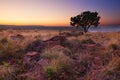 Magical sunset in Africa with a lone tree on hill and no clouds Royalty Free Stock Photo
