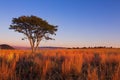 Magical sunset in Africa with a lone tree on hill and thin cloud Royalty Free Stock Photo