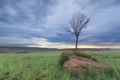 Magical sunset in Africa with a lone tree on hill and thin cloud Royalty Free Stock Photo