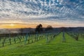 Magical sunset with a dramatic cloudscape in the rolling hills and the vineyards of Wijngaard op gen Heugde in South Limburg