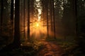 Magical sunset in the forest with the sun\'s rays penetrating through the trees Royalty Free Stock Photo