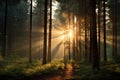 Magical sunset in the forest with the sun\'s rays penetrating through the trees Royalty Free Stock Photo