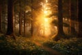 Magical Sunset In The Forest With The Sun\'s Rays Penetrating Through The Trees
