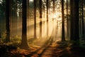 Magical sunset in the forest with the sun\'s rays penetrating through the trees