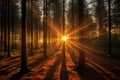 Magical sunset in the forest with the sun\'s rays penetrating through the trees