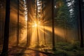 Magical sunset in the forest with the sun\'s rays penetrating through the trees Royalty Free Stock Photo