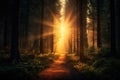 Magical sunset in the forest with the sun\'s rays penetrating through the trees