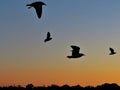 Magical sunset view with flying bird. Royalty Free Stock Photo