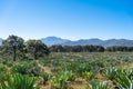 Paisaje campo de agaves tipo lechuguilla para hacer las bebidas alcohÃÂ³licas de tequila y raicilla.