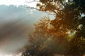 Magical tree with sun rays in the morning. Amazing forest in fog. Colorful landscape with foggy forest, gold sunlight forest in Royalty Free Stock Photo