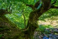 Magical view of the Faedo de Cinera beech forest located in Leon province, Spain Royalty Free Stock Photo