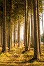 Magical view of forest and trees during the sunset. Soft light and mystic colors, tree trunk and autumn grass. Royalty Free Stock Photo