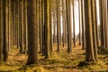 Magical view of forest and trees during the sunset. Soft light and mystic colors, tree trunk and autumn grass. Royalty Free Stock Photo