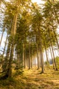 Magical view of forest and trees during the sunset. Soft light and mystic colors, tree trunk and autumn grass. Royalty Free Stock Photo