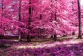 Magical view into an infrared forest shout with purple and pink leaves