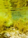 Magical view under the water of the black sea. Through the clear water you can see the seabed with rocks, algae and corals,