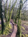 Magical walking path between rows of beautiful green moss-covered trees in a fairytale forest