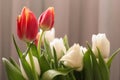 Magical white and rose tulips