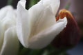 Magical white tulip