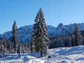 Trail in snowy mountain forest landscape by blue sky and sunshine Royalty Free Stock Photo