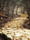 Magical Winding Trail Going Through Enchanted Forest Royalty Free Stock Photo