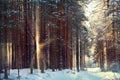 Magical winter forest a fairy Royalty Free Stock Photo