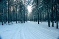 Magical winter forest, a fairy tale, Royalty Free Stock Photo