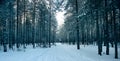 Magical winter forest, a fairy tale,