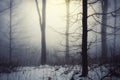 Magical winter forest with light shining through fog