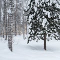 Magical winter forest