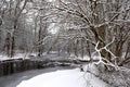 Magical winter forest Royalty Free Stock Photo