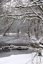 Magical winter forest Royalty Free Stock Photo