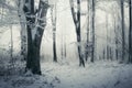 Magical winter forest with snow and fog Royalty Free Stock Photo