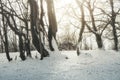 Magical winter forest with sunlight Royalty Free Stock Photo