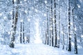 Magical winter landscape: path in the snowy forest with falling snow Royalty Free Stock Photo