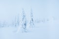 Magical winter landscape in Riisitunturi National Park. Royalty Free Stock Photo