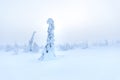 Magical winter landscape in Riisitunturi National Park. Royalty Free Stock Photo