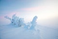 Magical winter landscape in Riisitunturi National Park. Royalty Free Stock Photo