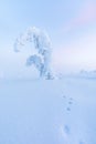 Magical winter landscape in Riisitunturi National Park. Royalty Free Stock Photo