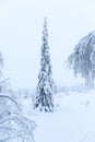 Magical winter landscape in Riisitunturi National Park. Royalty Free Stock Photo